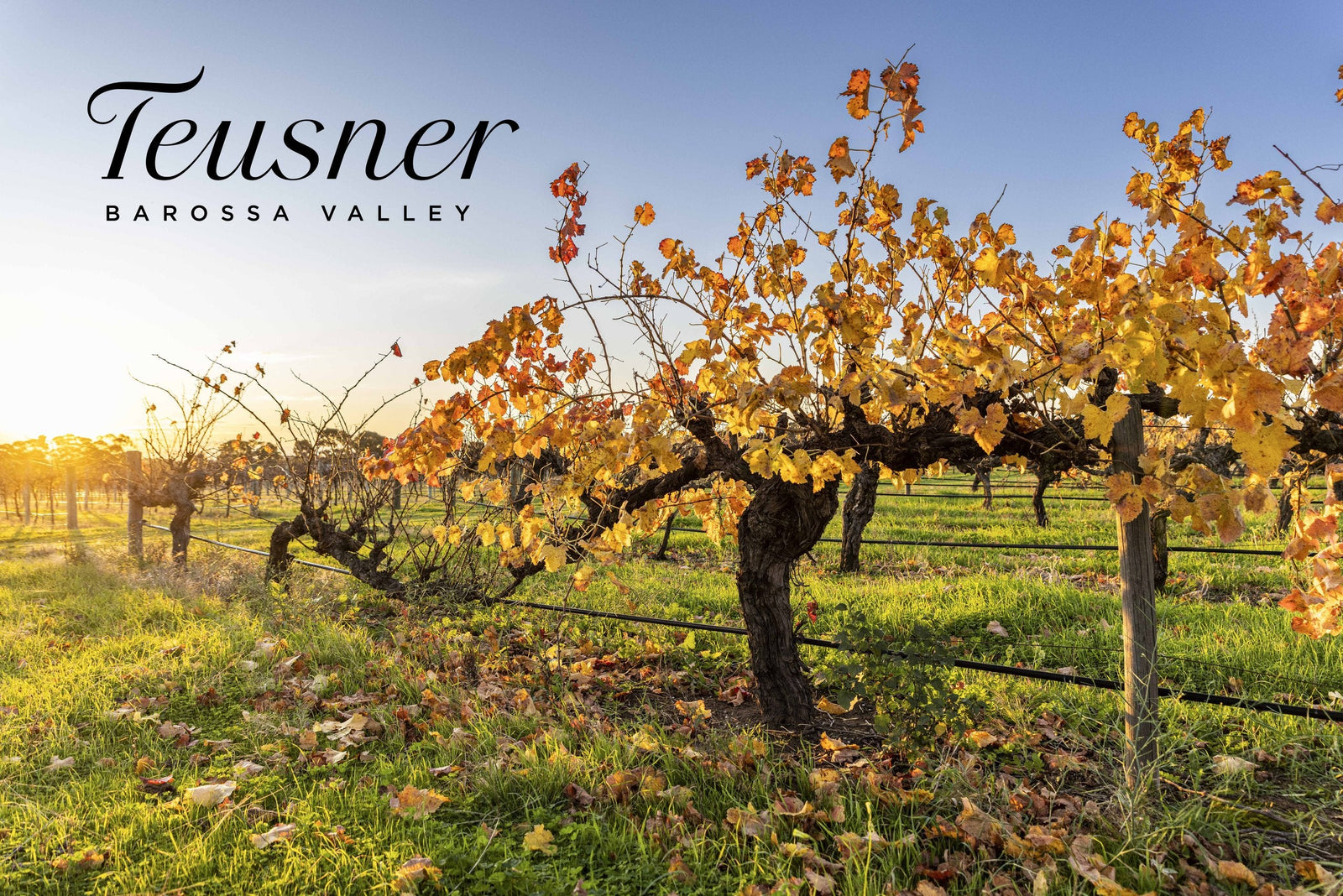 Teusner Wines
