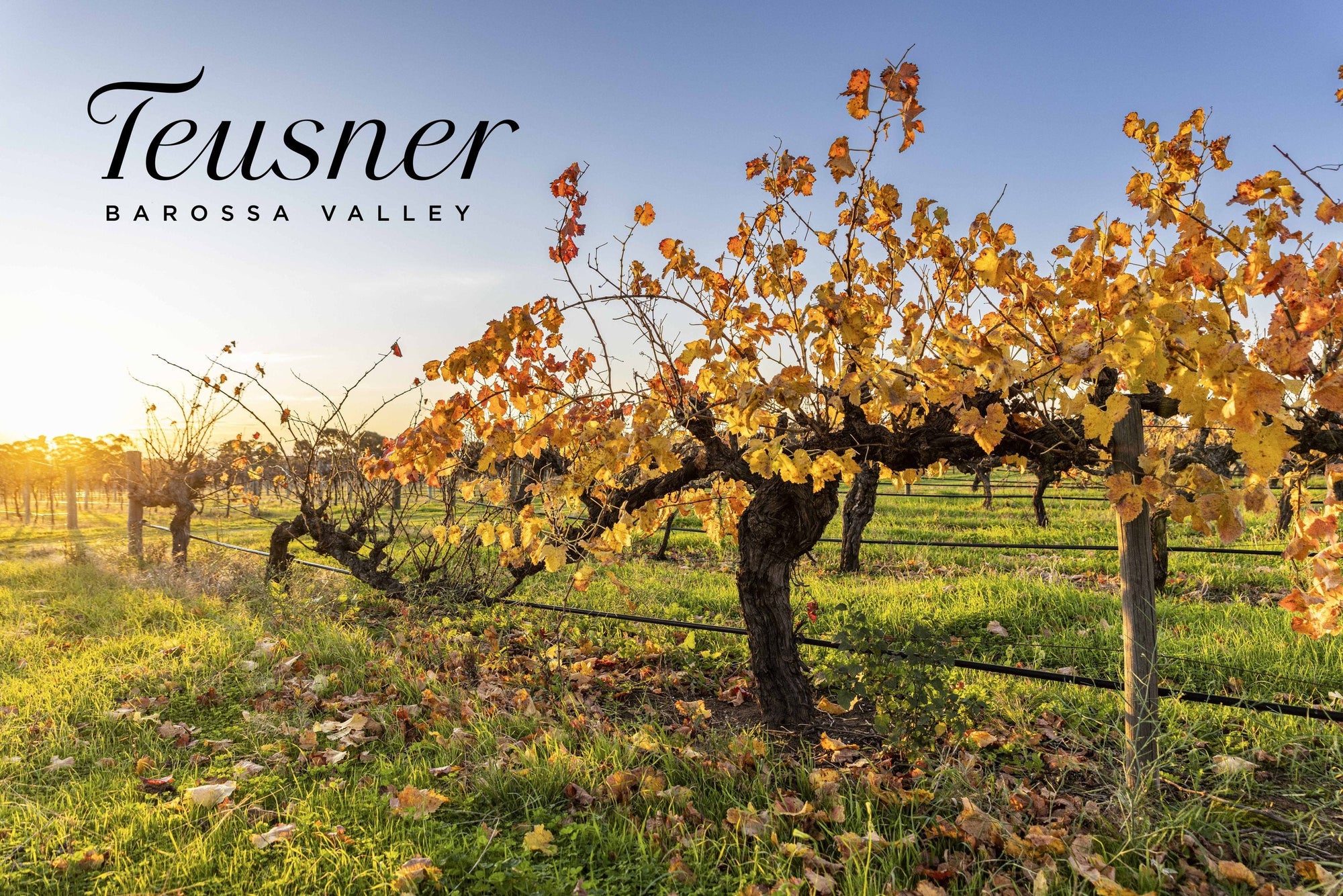 Teusner Wines