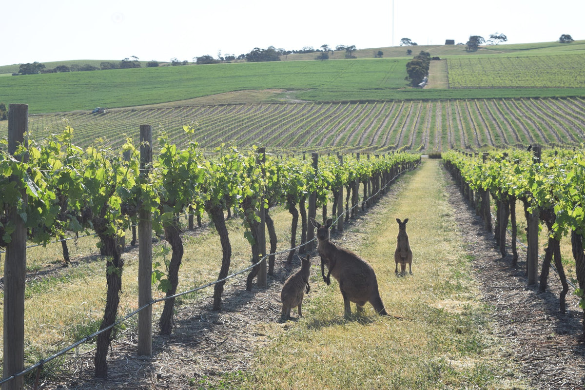 Kangaroos in a Barossa vineyard - The Hustle Collective